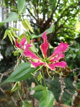 Graziöse Schönheit: Die Orchidee